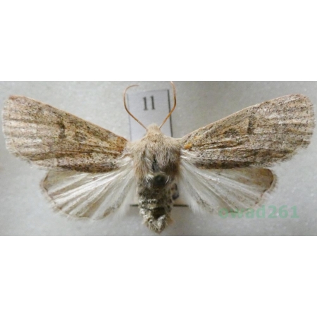 Hoplodrina respersa (Denis & Schiffermüller, 1775) Czech1l